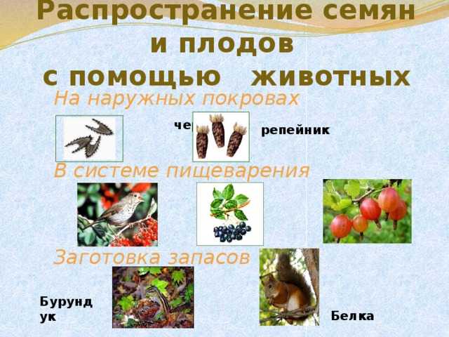 Распространение плодов и семян