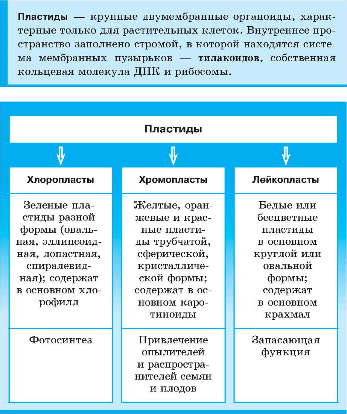 Строение и функции хлоропластов
