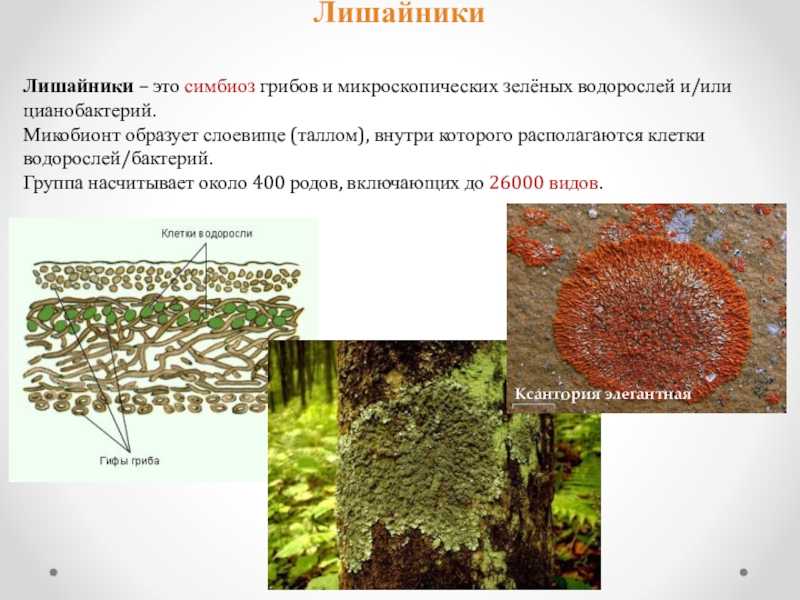 Как взаимодействуют живые организмы? симбиоз и пищевые цепи