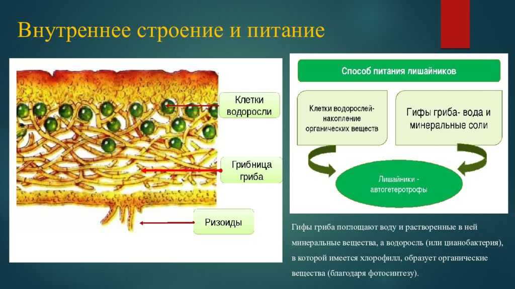 Роль и значение лишайников в природе и жизни человека