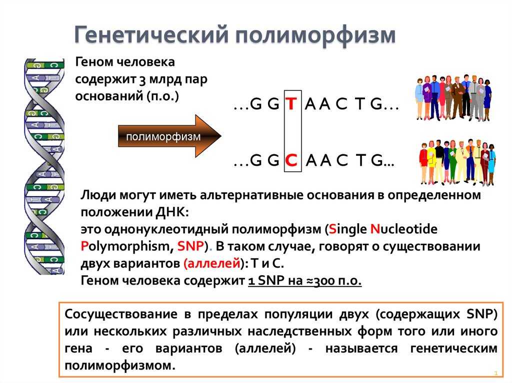 Что значит чистая линия в генетике. чистая линия