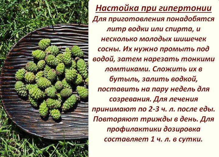 Живица сосновая: кладезь пользы в хвойном дереве
