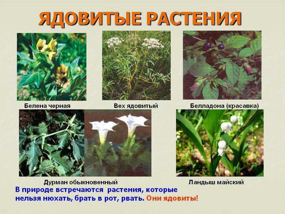 Лечебные, съедобные и ядовитые растения, травы и грибы мурманской области