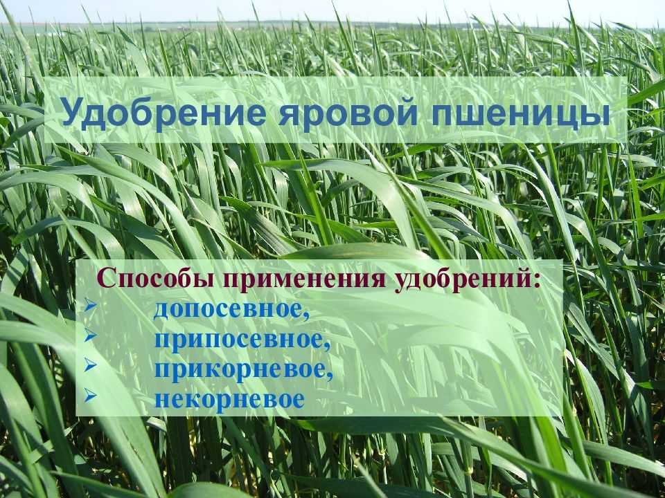 Яровые, послепосевная обработка почвы