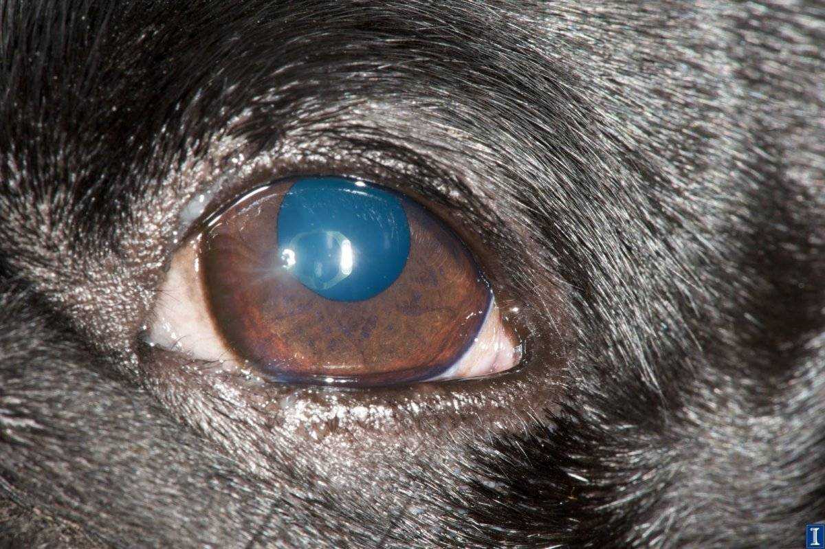 Какие бывают болезни глаз у собак