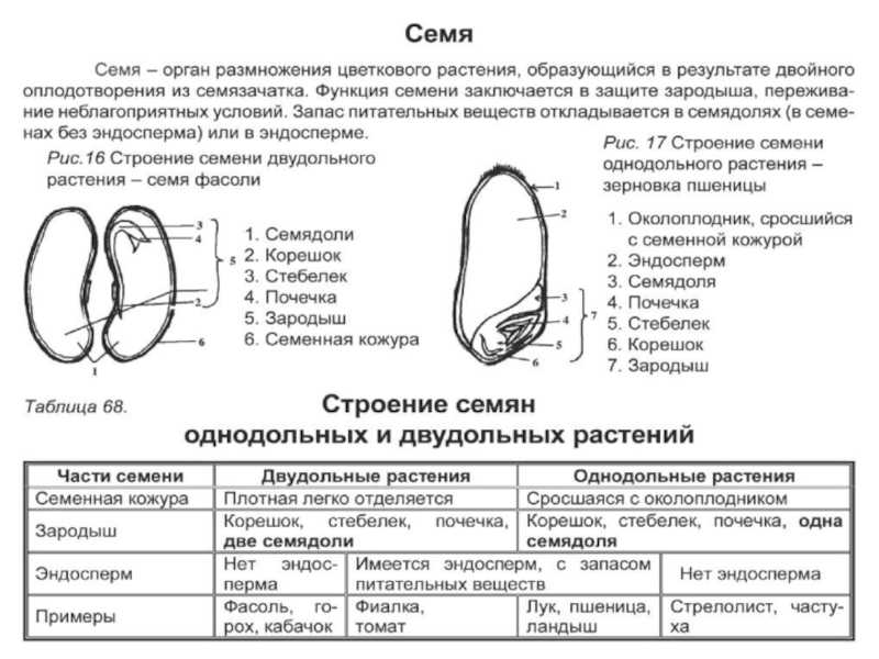 Морфологические признаки гороха. морфобиологические особенности гороха