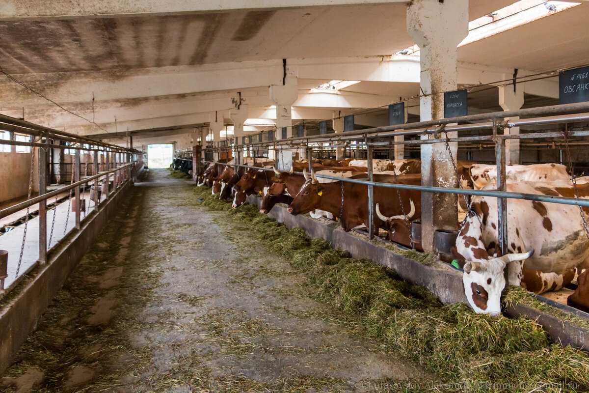 Организация труда в молочном скотоводстве