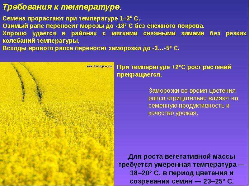 Фазы развития озимого рапса осенью