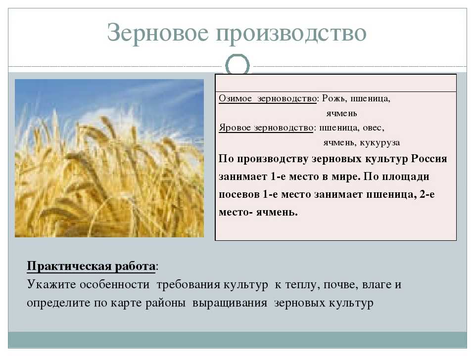 Характеристика культуры овес кратко