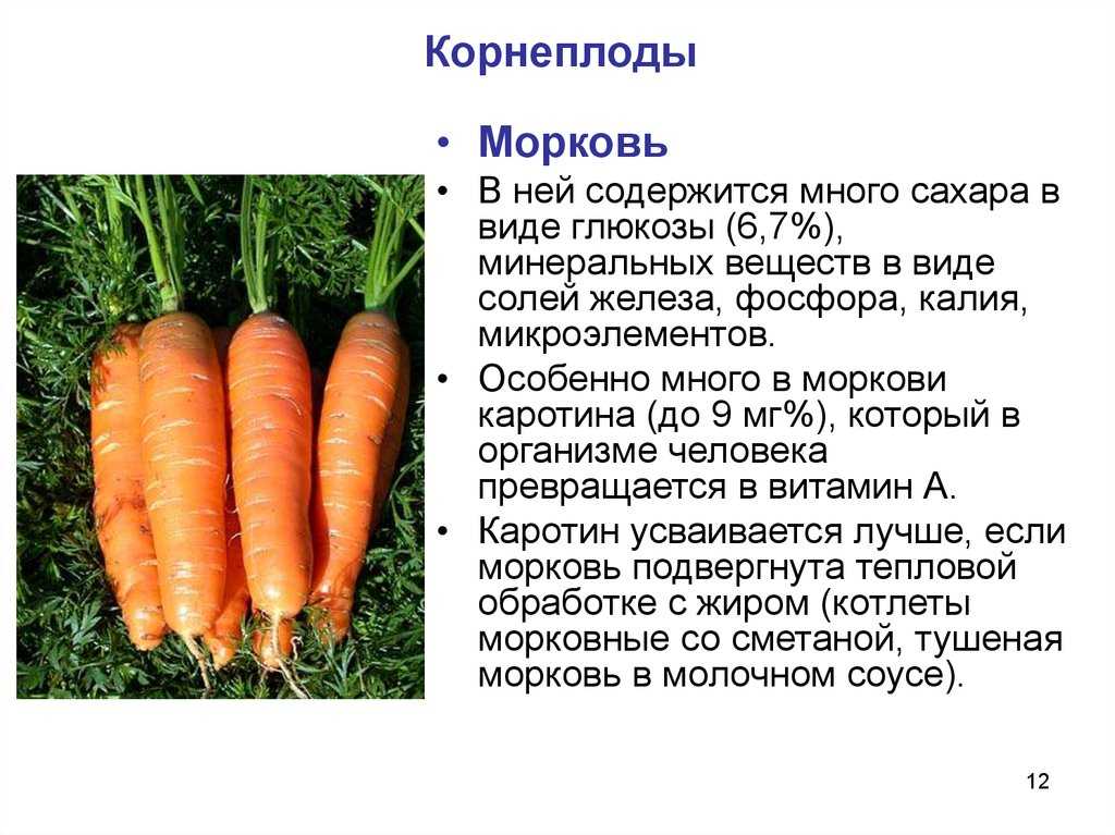 Морковь посевная – ботаническое описание . польза и вред для организма