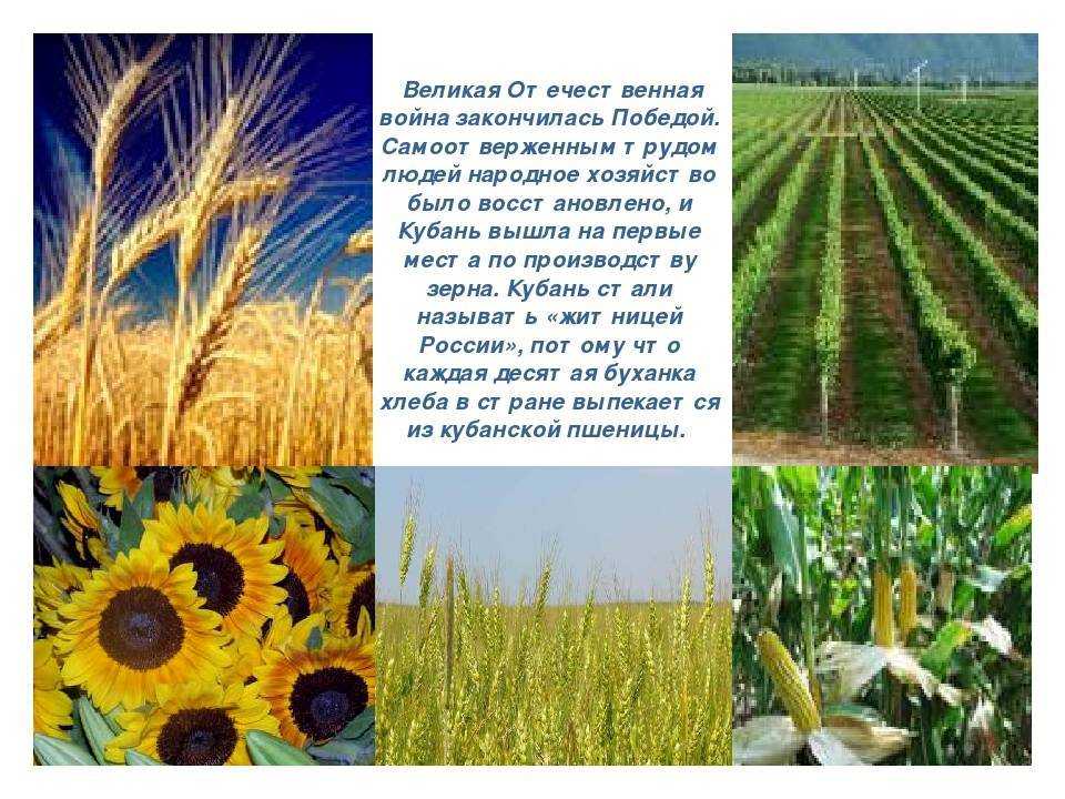 Лес. типы, виды и классификация лесов