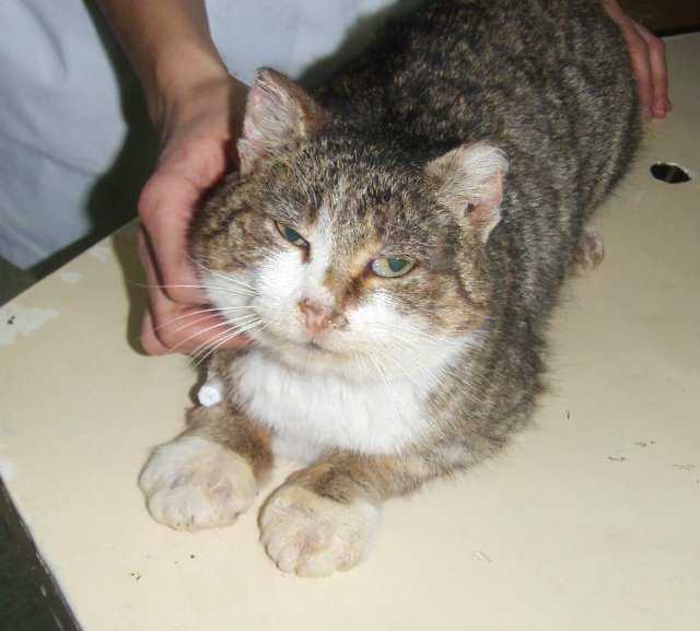 Нотоэдроз у кошек: симптомы и лечение, диагностика, передаётся ли человеку