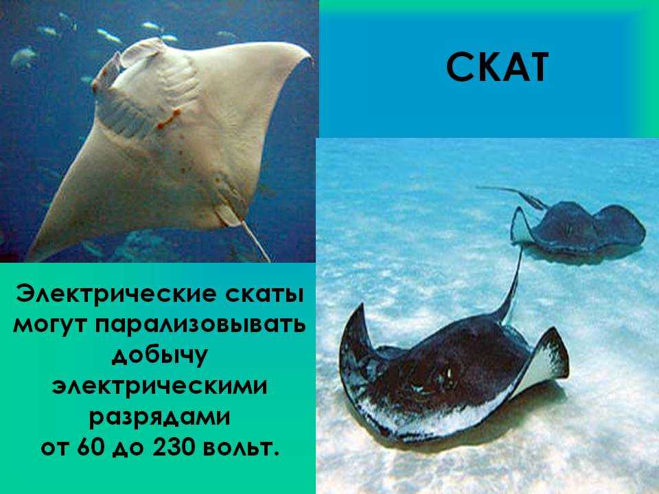 Электрические рыбы и генерация электричества