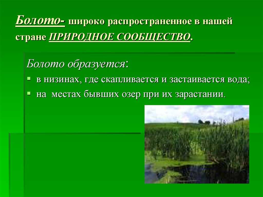 Чудо природы — болота «  алексей харитонов