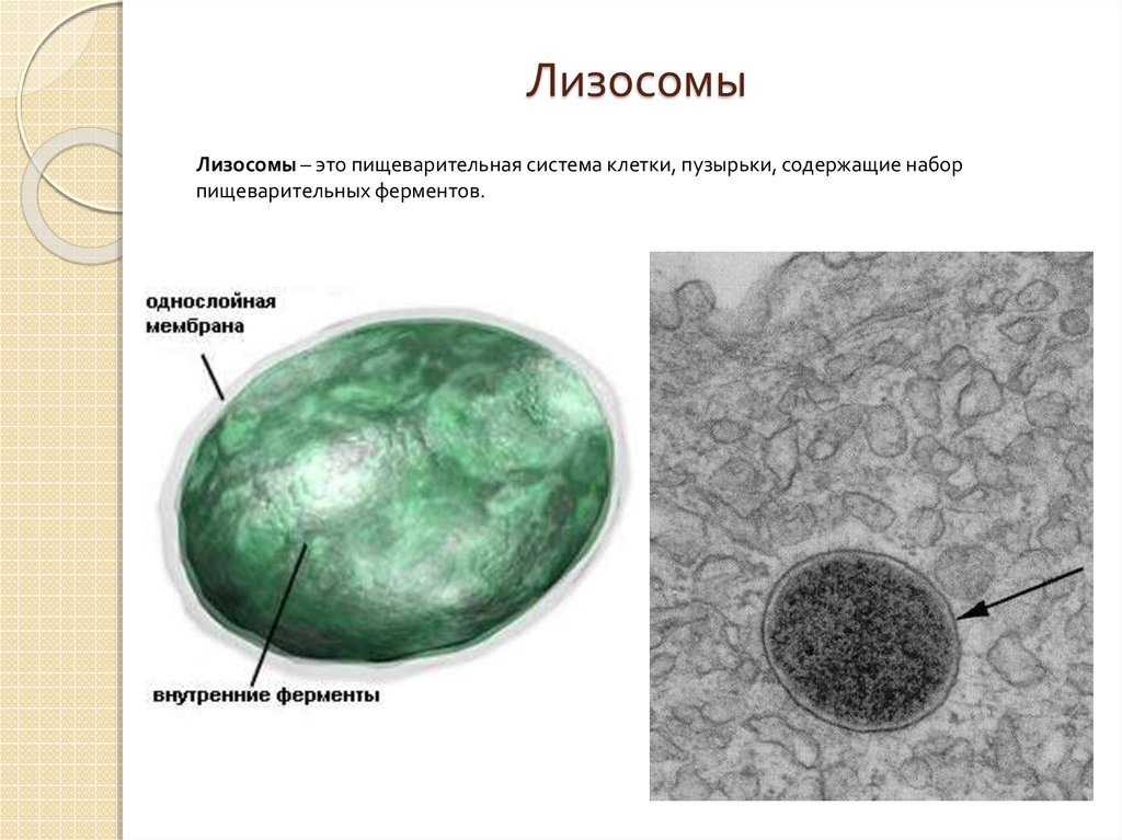 Лизосома — энциклопедия руниверсалис