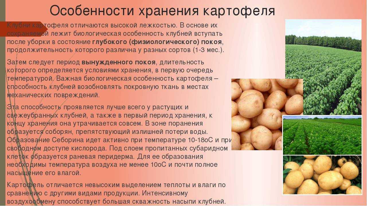 Температура хранения картофеля: при какой хранить зимой и летом?