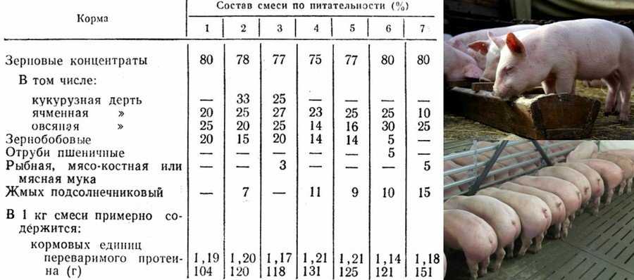 Сколько поросят рождается у свиней