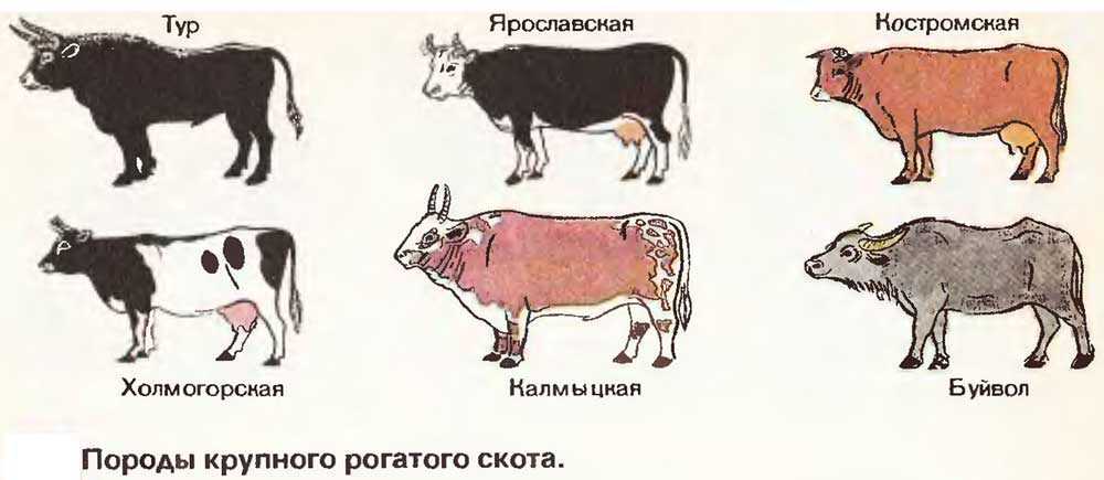 Конспект занятия «домашние животные и их детёныши». воспитателям детских садов, школьным учителям и педагогам - маам.ру