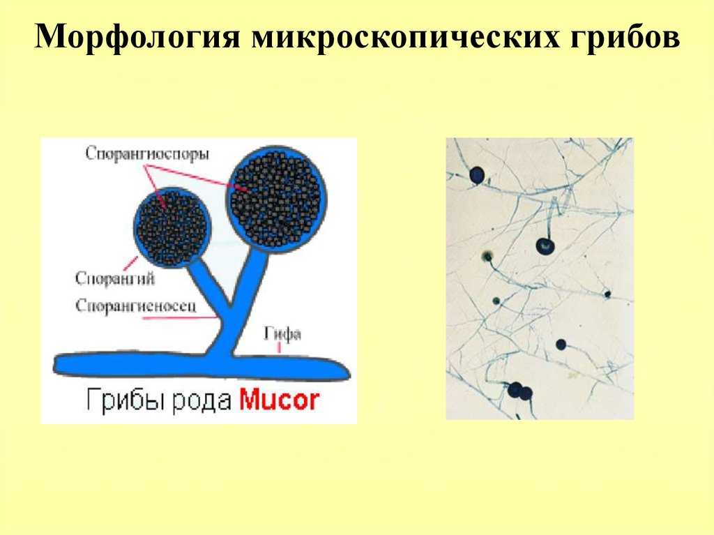 Строение гриба – от грибницы до шляпки - грибы собираем