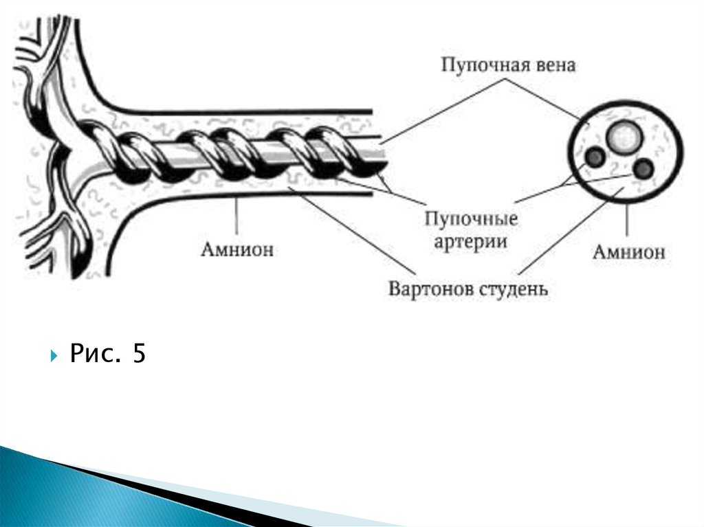 Аллантоис - gaz.wiki