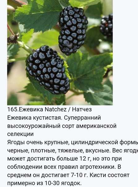 Ежемалина: двойная доза витаминов и колючек