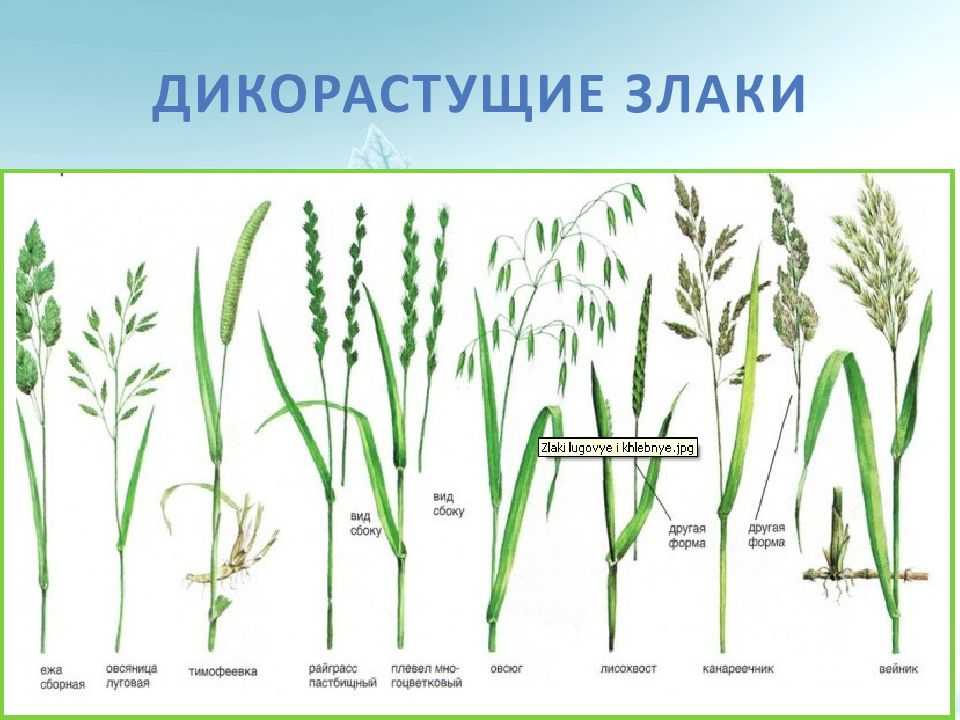 Сорное растение | virtual laboratory wiki | fandom