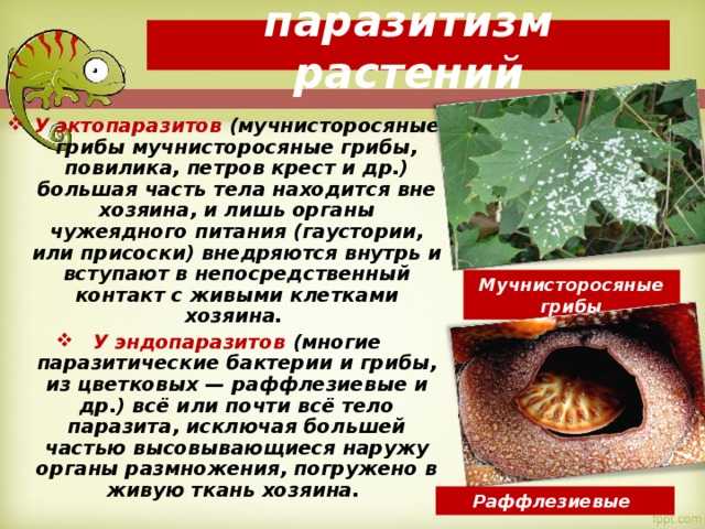 Презентация на тему: "лекция # 2 паразитизм как явление. формы паразитизма. многообразие отношений между видами и происхождение паразитизма.". скачать бесплатно и без регистрации.
