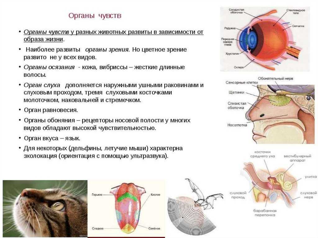 Позвоночные | virtual laboratory wiki | fandom