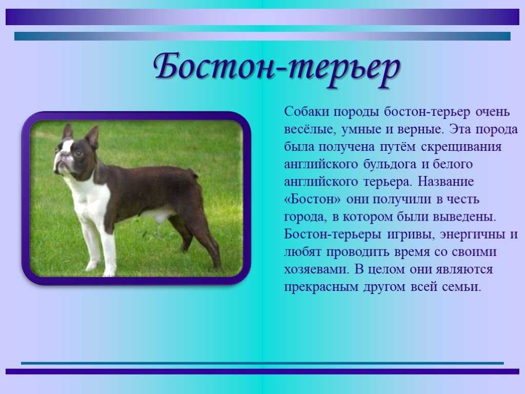 Учение о породе
