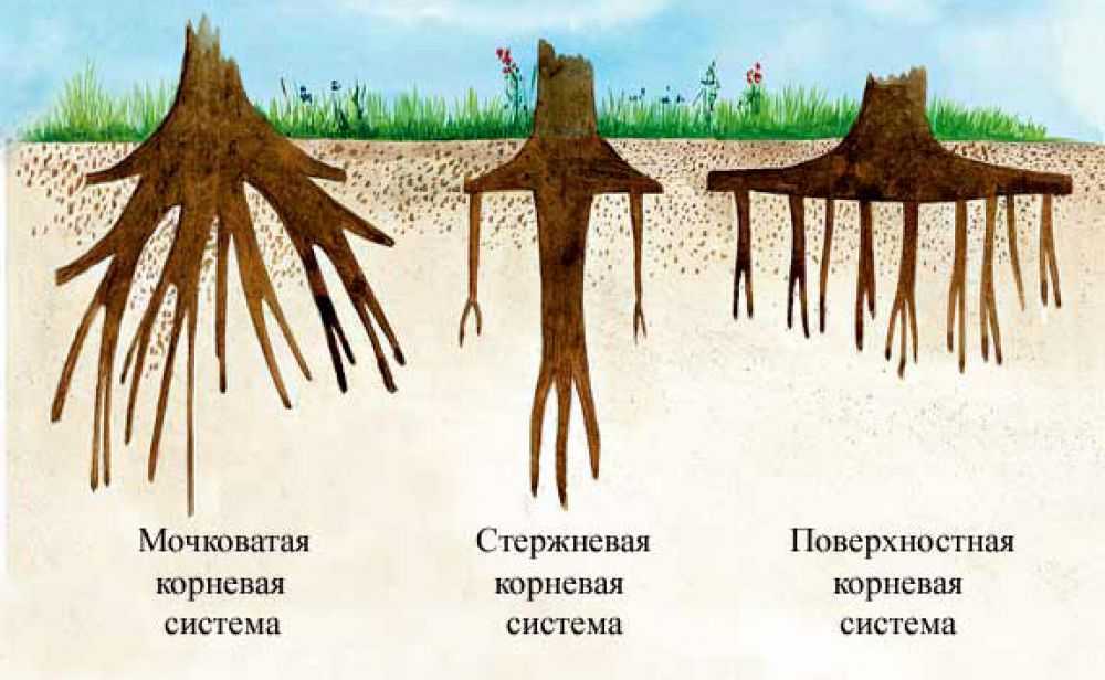Взаимоотношение сосны и берёзы при совместном произрастании. плодоношение деревьев известно что березы выделяют кислород