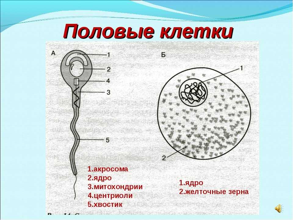 5+ типов хромосом: подробные объяснения
