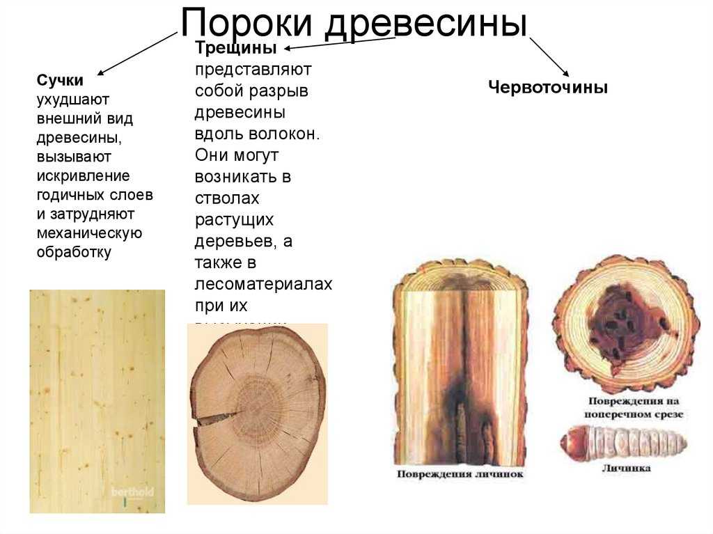 Разновидности пороков деревесины