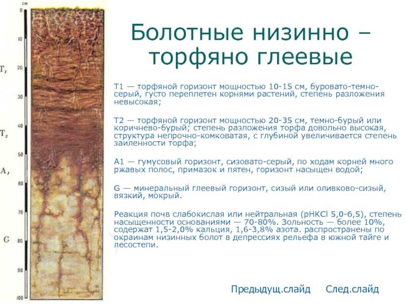 Торф