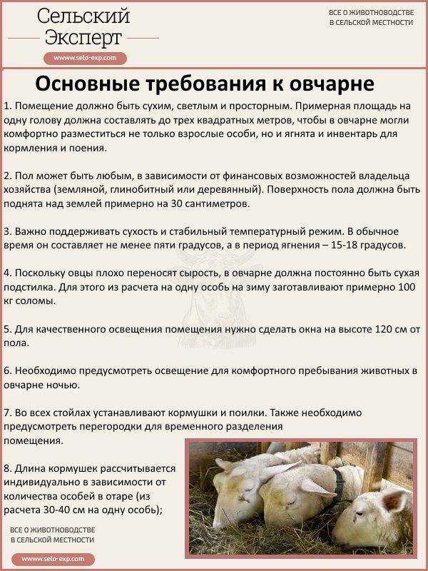 Особенности откорма баранов и овец на мясо