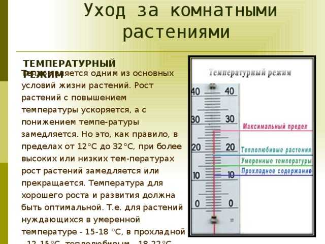 Влияние температуры на жизнь и развитие растений