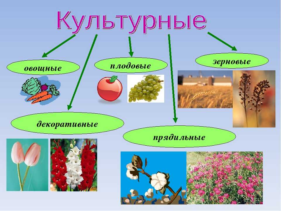 Топ-7 одомашненных растений, которые раньше были дикими