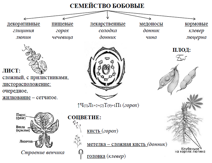 Агроном+  » blog archive   » зернобобовые