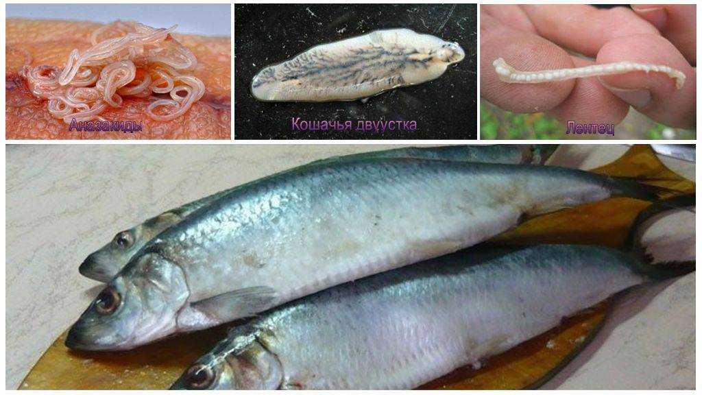 Глисты в рыбе – какие бывают, как выглядят и можно ли есть?