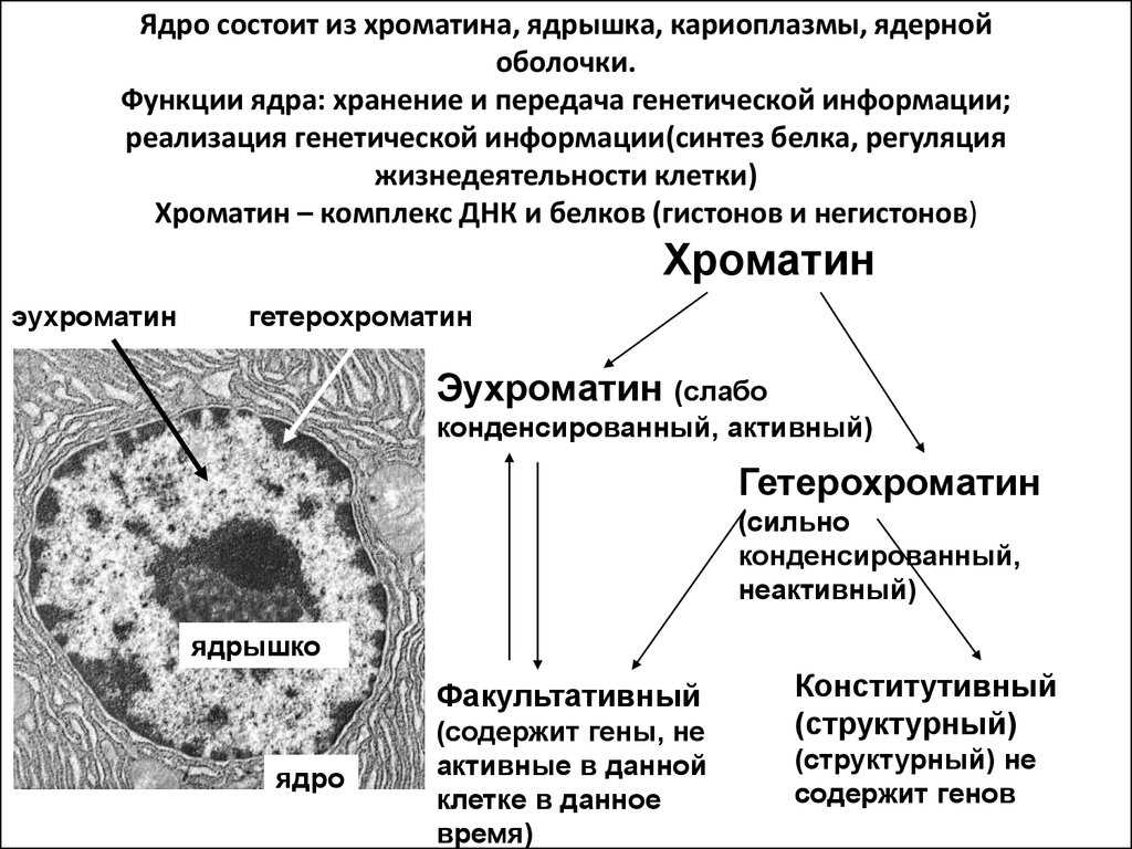Хроматин: строение и роль в жизни клетки