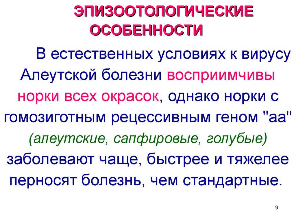 Алеутская болезнь норок реферат