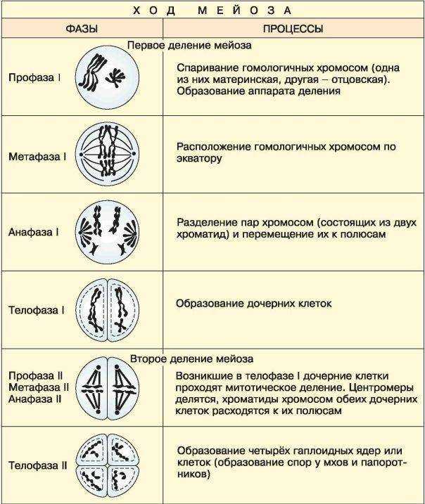 Список организмов по количеству хромосом - list of organisms by chromosome count - dev.abcdef.wiki