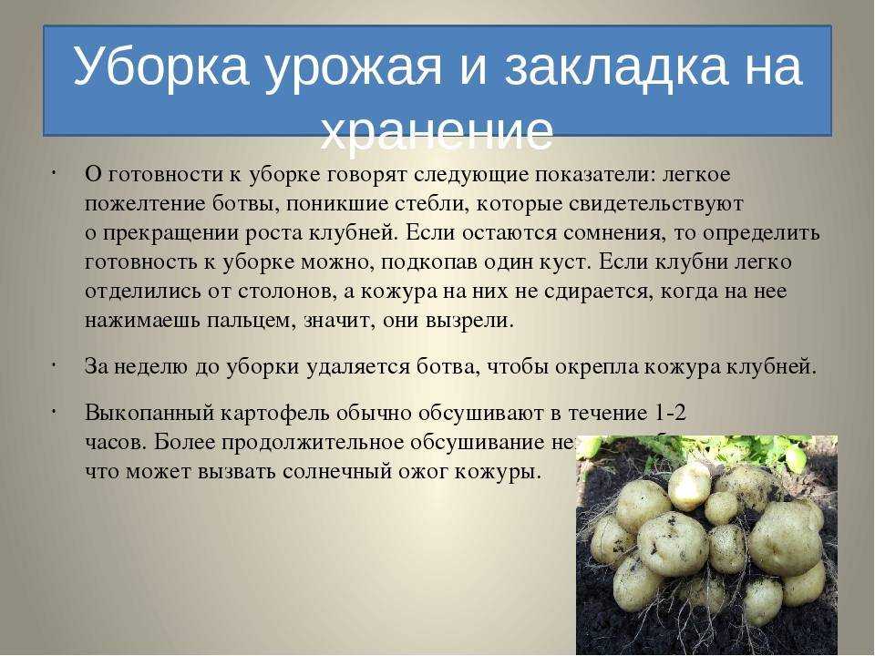 Горох: посадка и уход в открытом грунте, выращивание из семян, уборка, хранение, фото