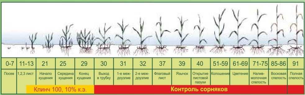 Вегетационный период и фенологические фазы развития озимой пшеницы заларинка