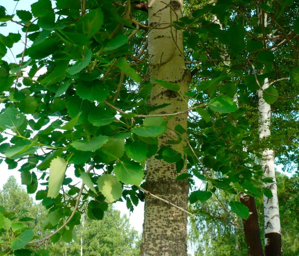 Осина или тополь дрожащий - populus tremula l.
