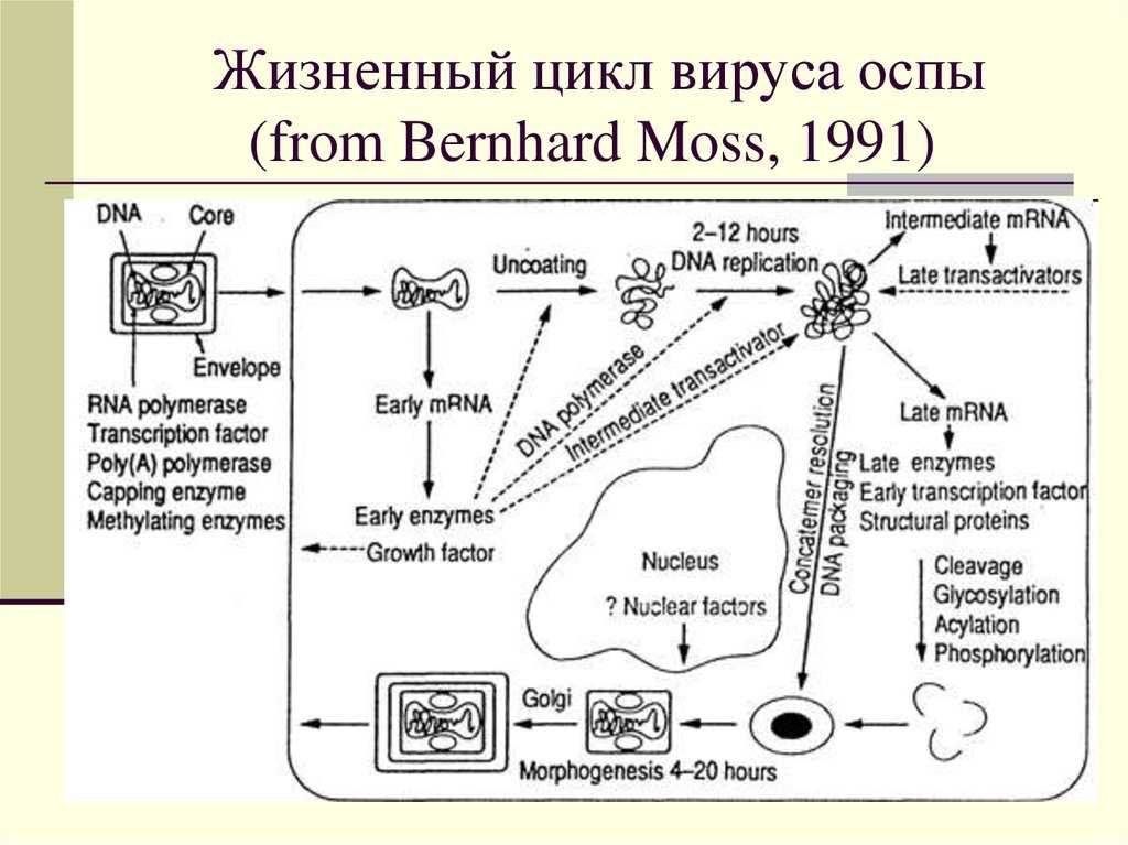 Поксвирусы - определение, классификация, морфология, жизненный цикл