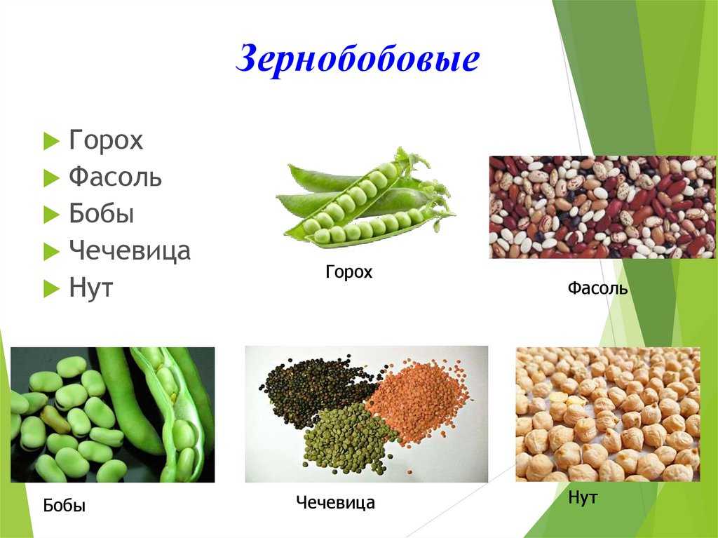 Зерновые бобовые культуры, характеристика