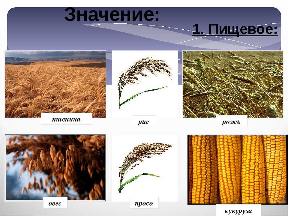 Рожь посевная, или культурная - secale cereale l.