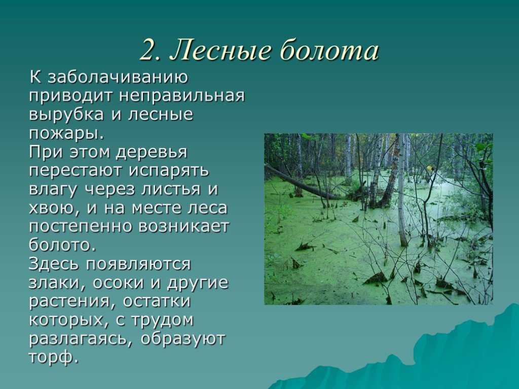 Беседа на тему «болото» для детей 2 класса