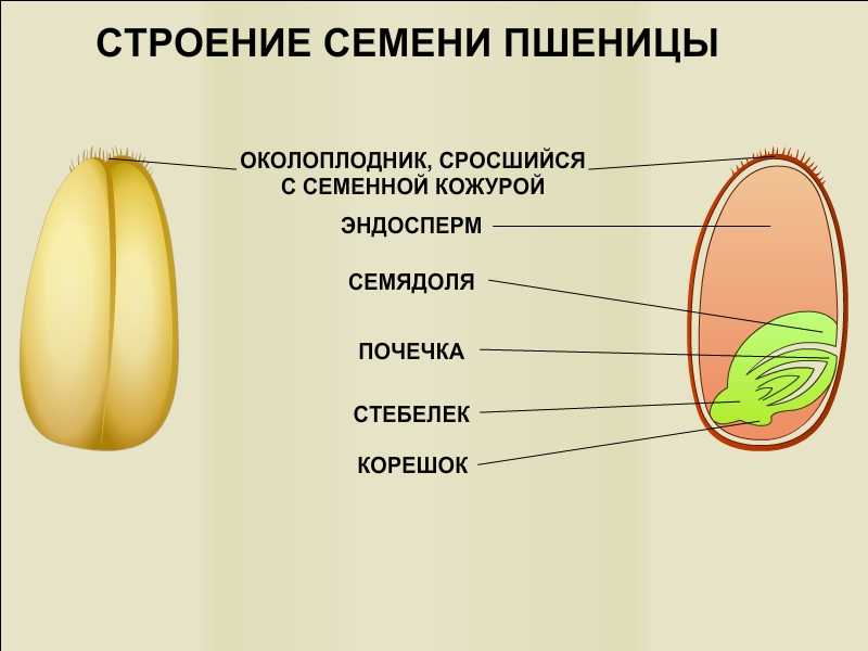 Строение зерновки и из каких частей состоит зародыш пшеницы, чем покрыто семя