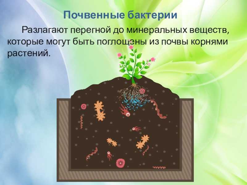 Микрофлора почвы микробиология кратко